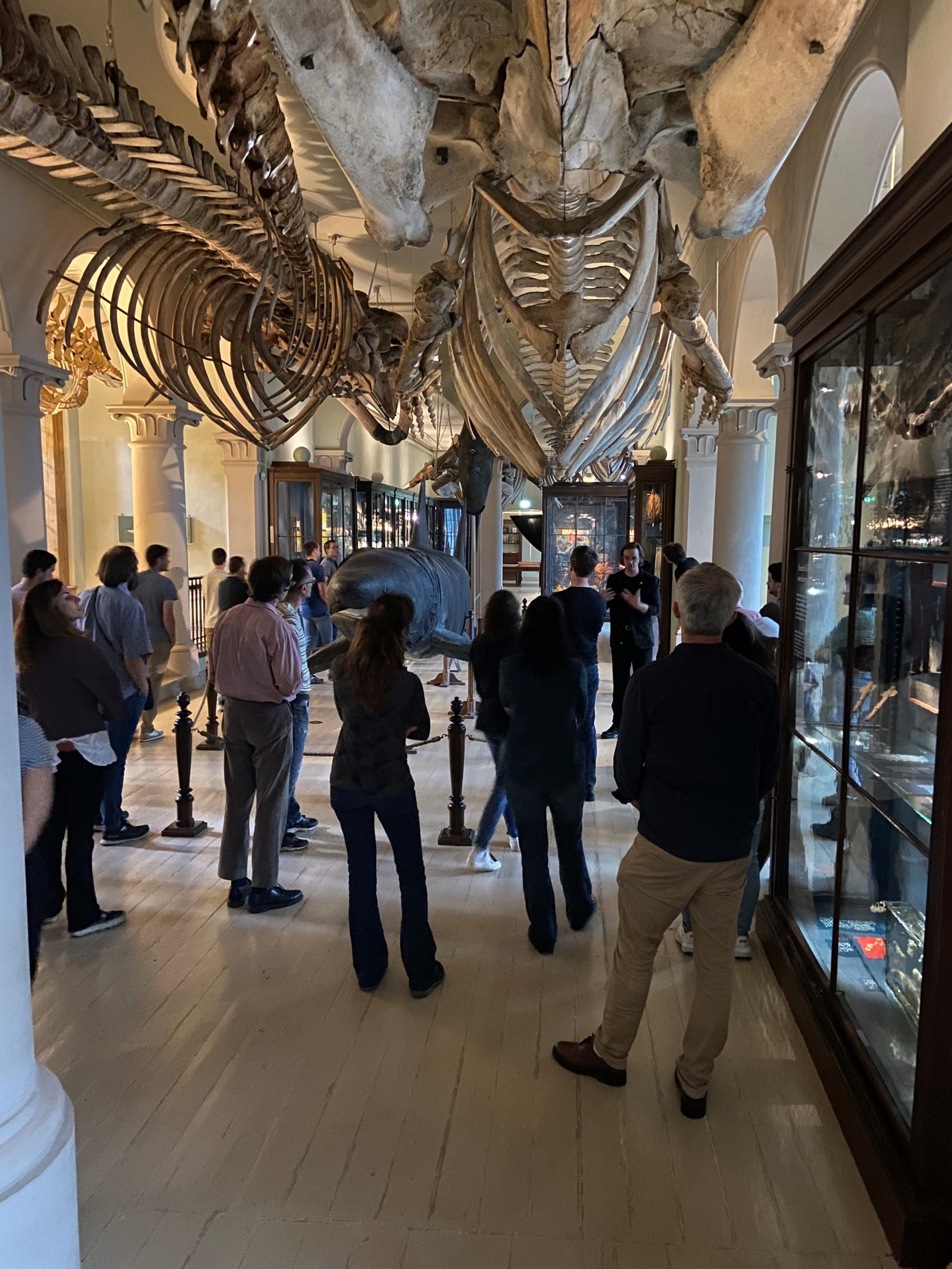 climate scientists under whale skeletons at the University Museum of Natural History, Bergen, Norway